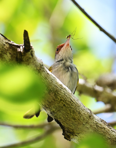 Rufous-fronted Tailorbird