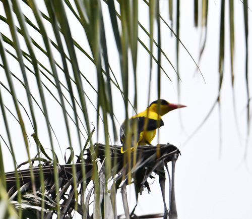 Black-naped Oriole