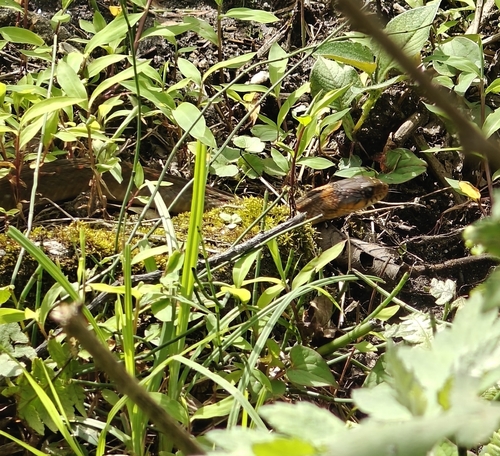 Orange-collared Keelback