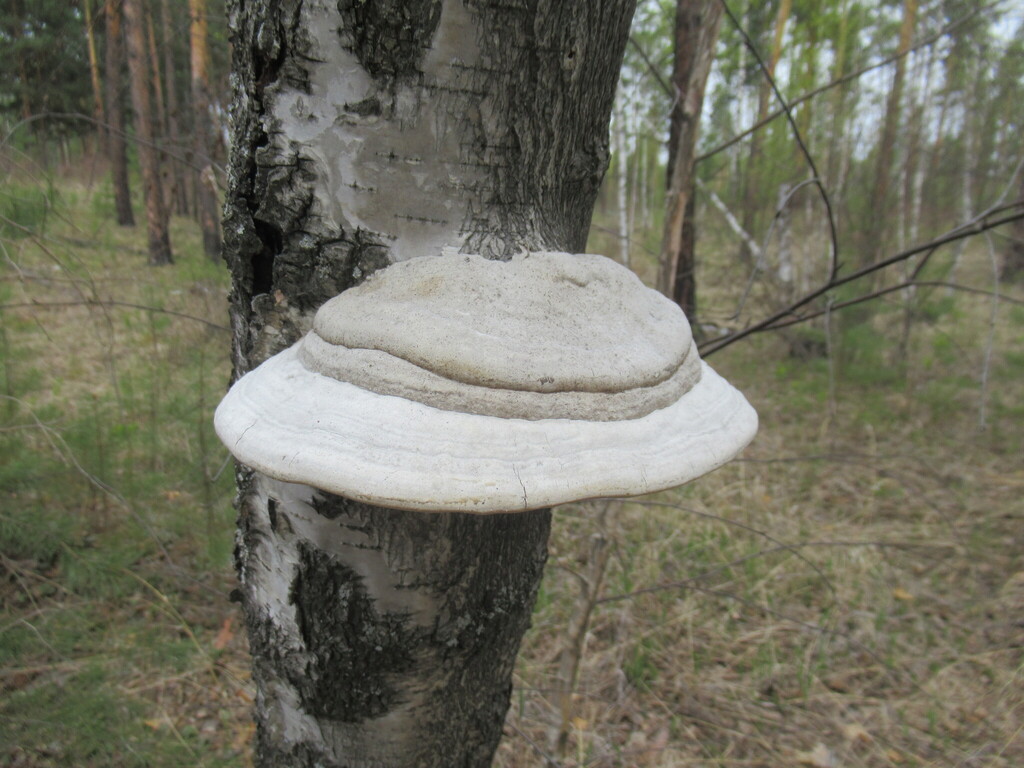 Fomes fomentarius · May 2025 · photo: © smsergey (iNaturalist, cc-by-nc)