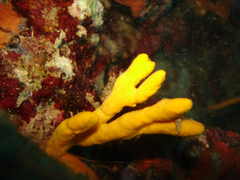 Axinella verrucosa