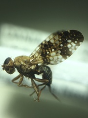 Acinia corniculata