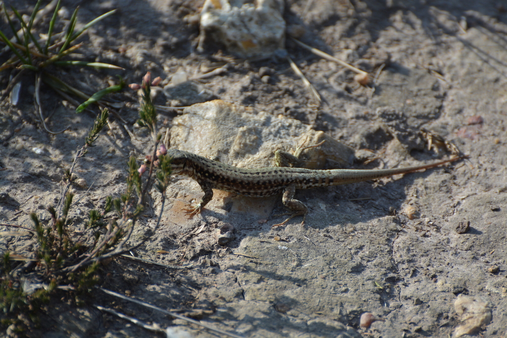Podarcis muralis brongniardii