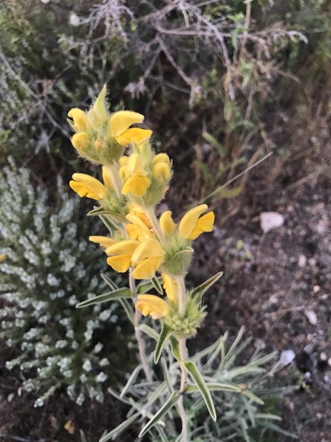 Avistamiento Phlomis lychnitis
