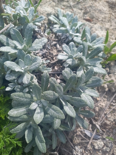 hoary sage (Salvia canescens)