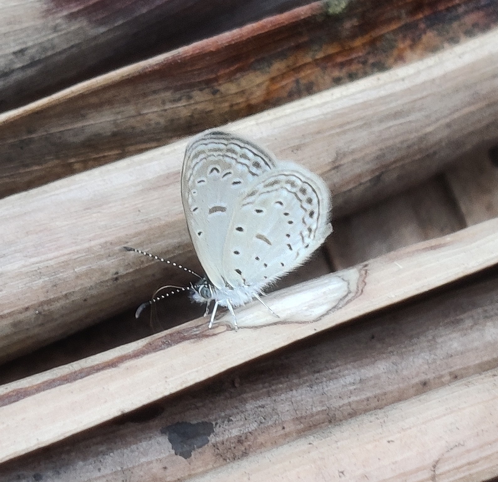 Tiny Grass Blue