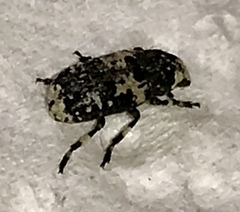 Euparius lugubris