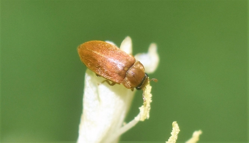 Byturus tomentosus