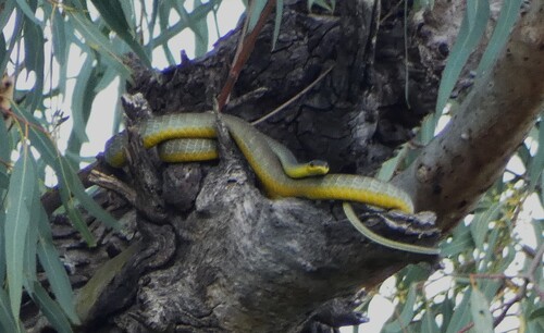 Common Tree Snake sighting