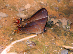 Saribia