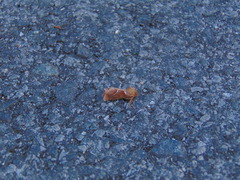 Triodia sylvina