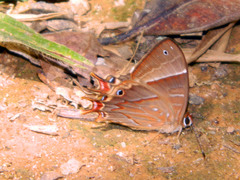 Saribia