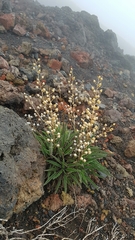 Verbascum cystolithicum