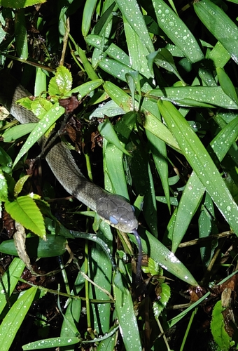 Big-eyed Bamboo Snake