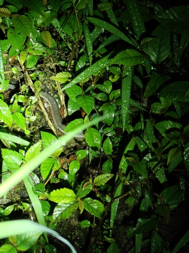 Big-eyed Bamboo Snake