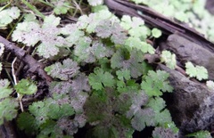 Hydrocotyle elongata