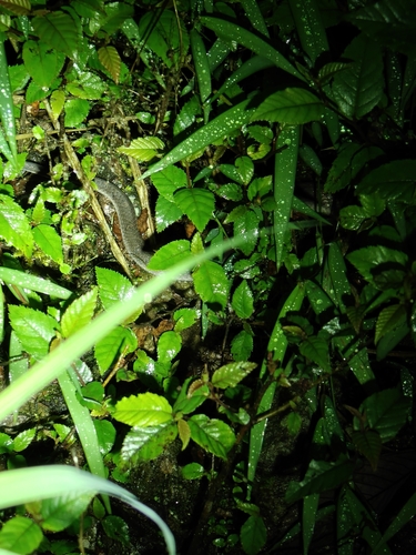 Big-eyed Bamboo Snake