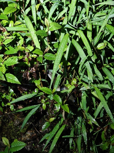 Big-eyed Bamboo Snake