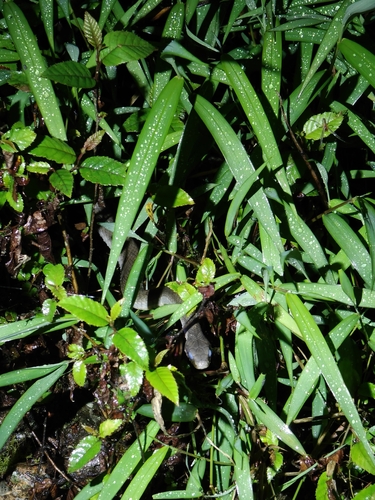 Big-eyed Bamboo Snake