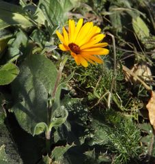 Calenduleae