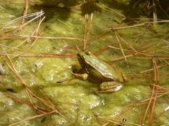 Pelophylax perezi