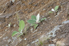 Pachystegia insignis
