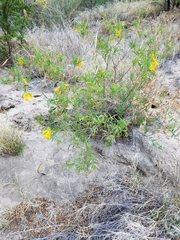 Tecoma stans angustata