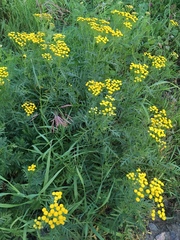 Tanacetum vulgare