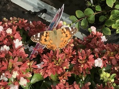 Vanessa cardui