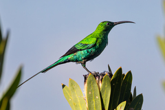 Malachite Sunbird photo 5