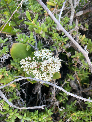 Crassula lactea