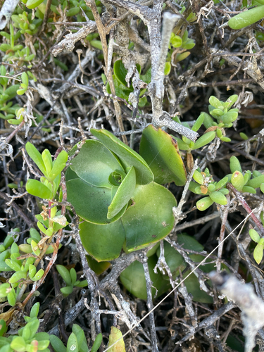 Crassula lactea