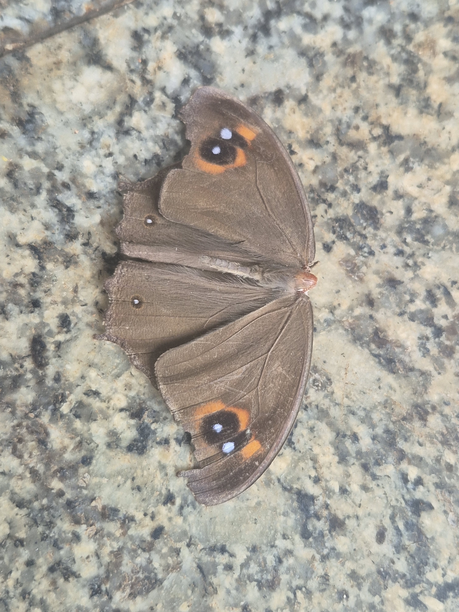 Common Evening Brown