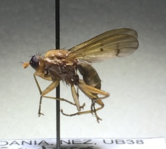 Tetanocera robusta