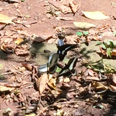 Heraclides hectorides