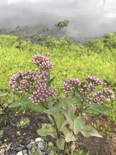 iNaturalist observation photo of marsh fleabane