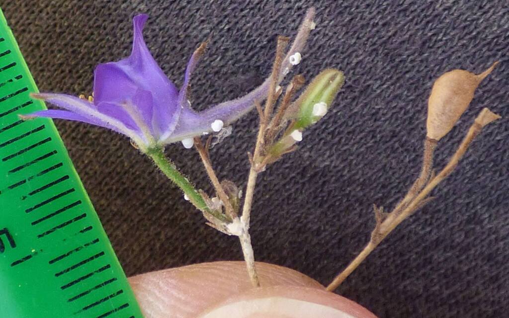 Delphinium glandulosum