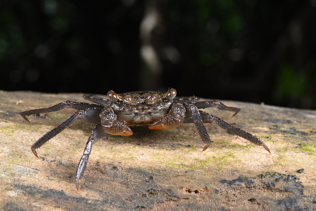 Leptarma macaco