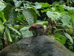 Red-Cheeked Rope Squirrel photo 5