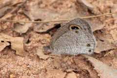 Ypthima asterope