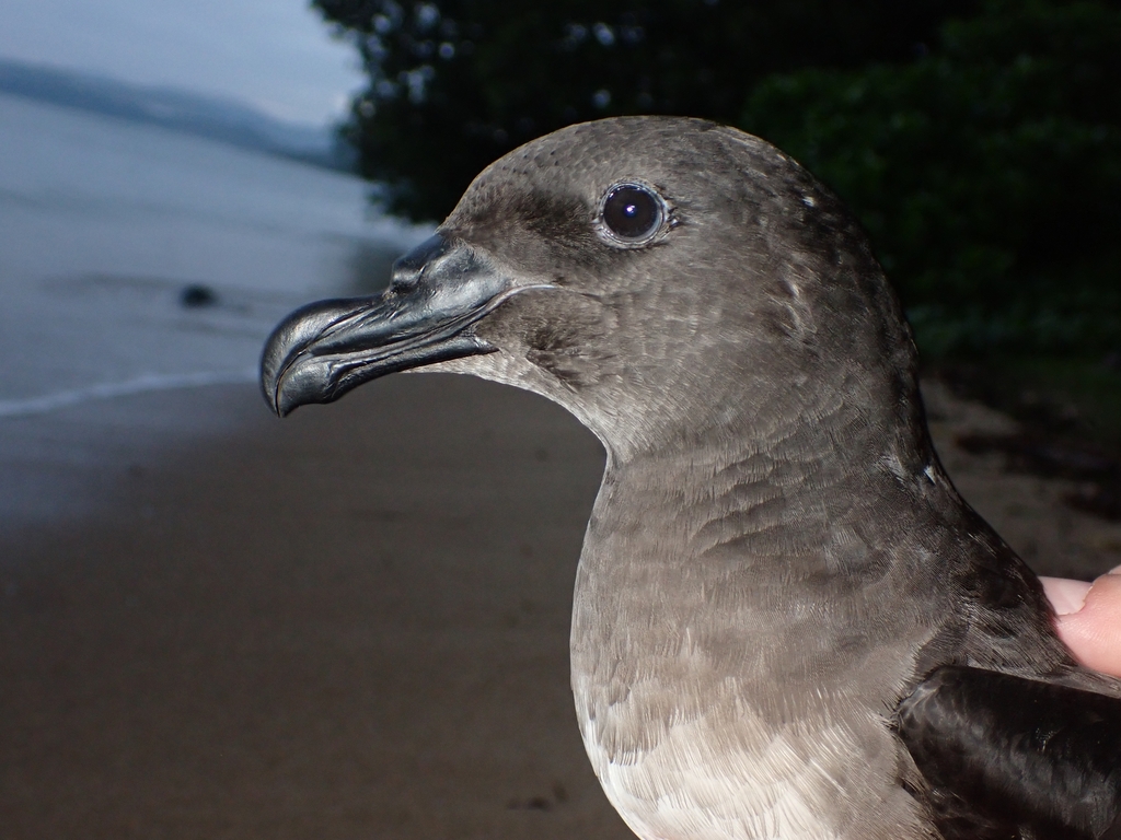 Tropical Petrels