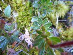 Rhodothamnus chamaecistus