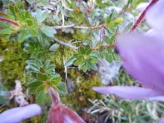 Rhodothamnus chamaecistus