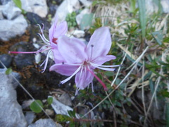 Rhodothamnus chamaecistus