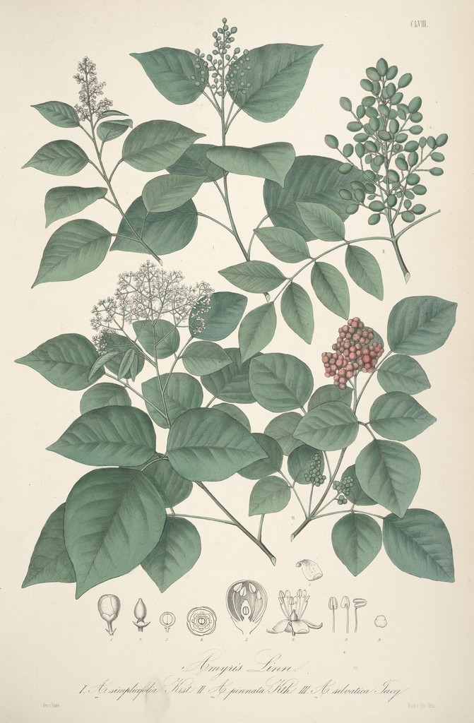 Atalantia simplicifolia