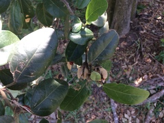 Lagunaria patersonia