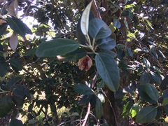 Lagunaria patersonia