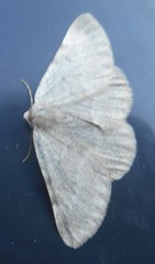 Sciadia zelleraria