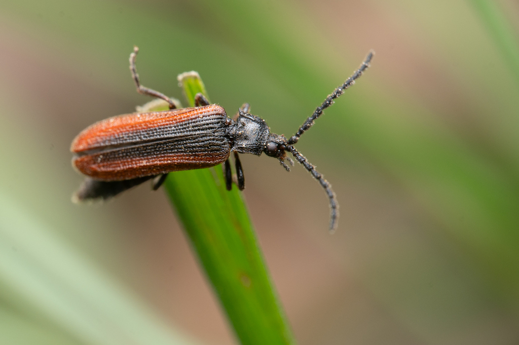 Omalisus fontisbellaquei