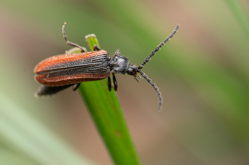 Omalisus
